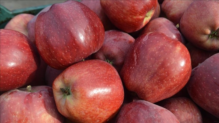 Турция увеличила экспорт яблок 