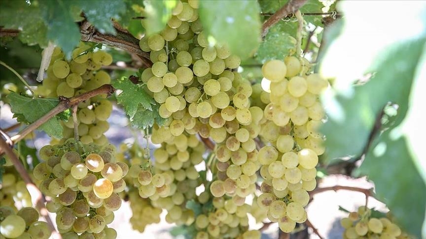 Турция увеличила экспорт винограда на 36%