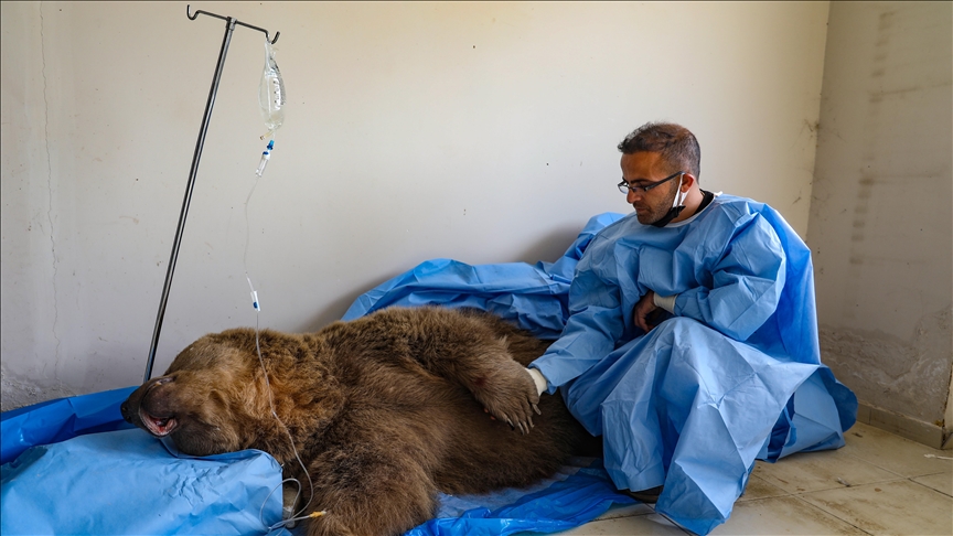 В Турции ветеринары спасают жизнь раненого медведя