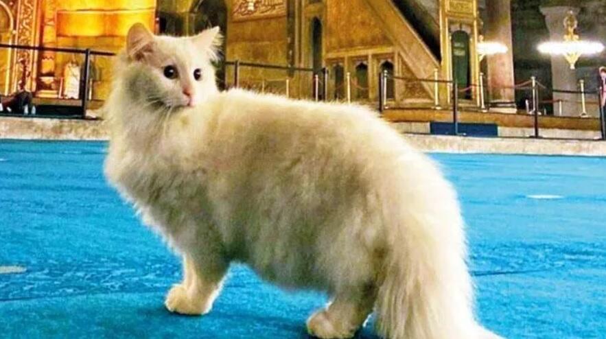 В Стамбуле пропал кот- «талисман» Айя Софии