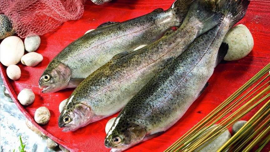  Россия стала основным импортером турецкого лосося 