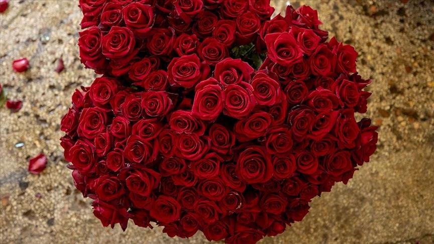 Экспорт срезанных роз из Турции побил рекорды