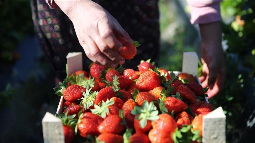 На юге Турции планируют собрать 80 тыс. тонн популярного сорта клубники