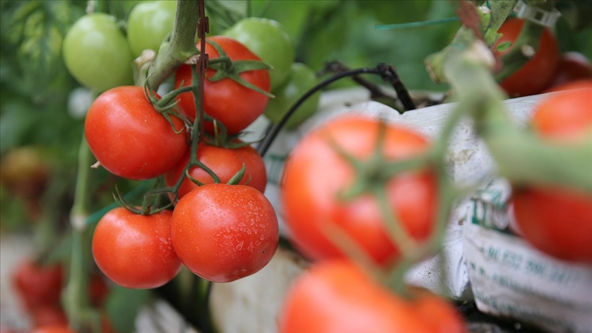 Поставки турецких томатов осуществлены в 51 страну