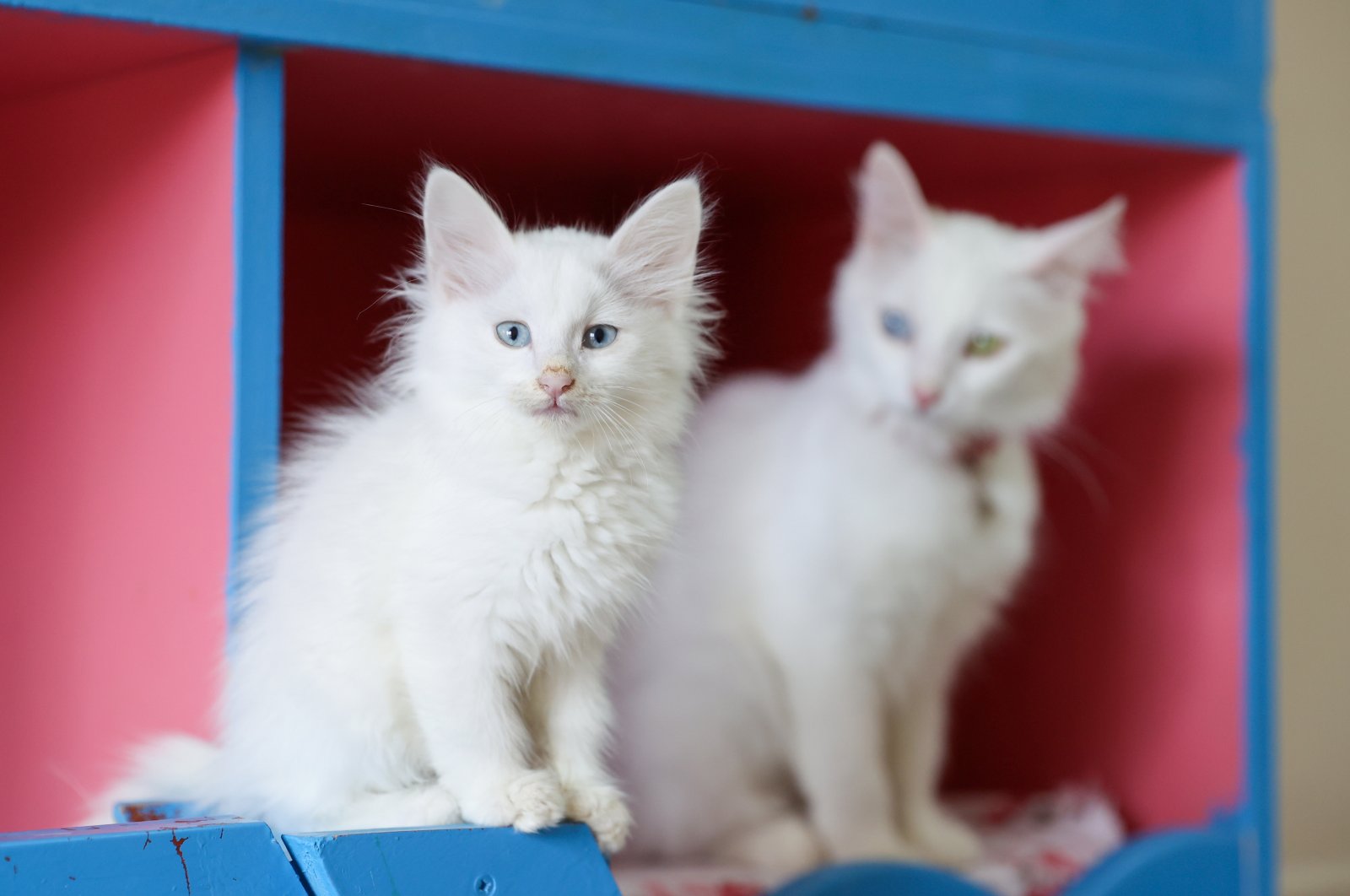 Турецкий исследовательский центр отдает ванских кошек 