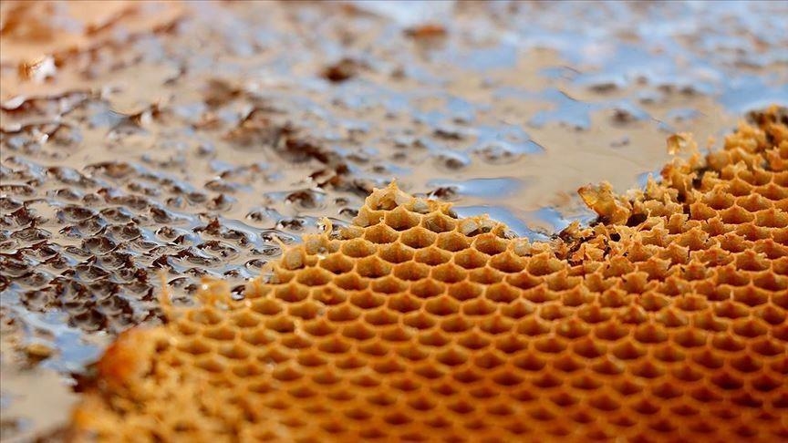 Доходы Турции от экспорта мёда в первом полугодии приблизились к 24 млн долларов
