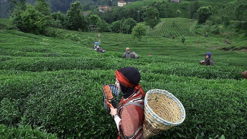 Экспорт чая из Ризе с начала года превысил $4,7 млн