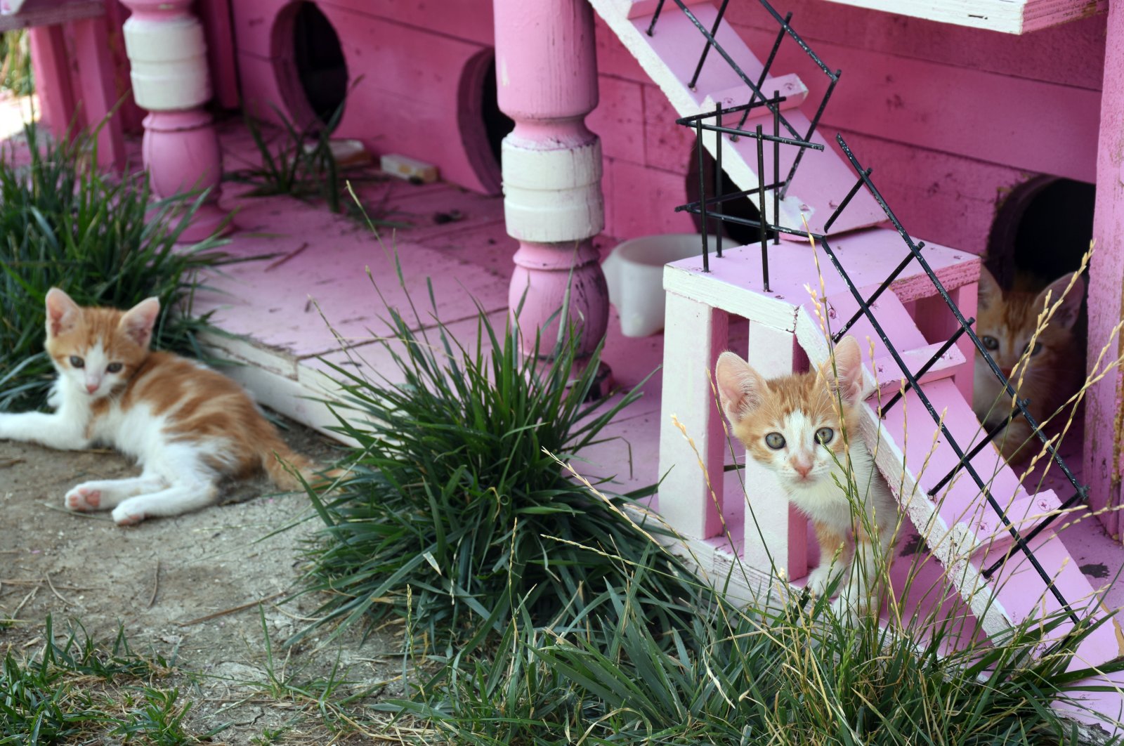 Деревня кошек в Турции  заняла 600 квадратных метров