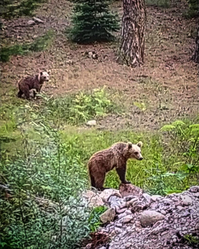 В объективы камер турецких фотогафов попали медвежата