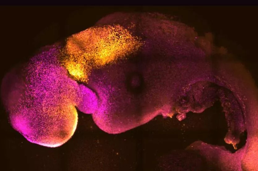 Ученые используют стволовые клетки для создания синтетических эмбрионов мышей