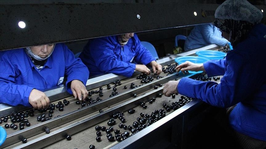 За последний сезон Турция экспортировала 110 тыс. тонн столовых оливок