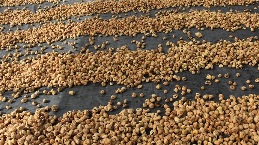 Экспорт сушеного инжира из Турции превысил $250 млн