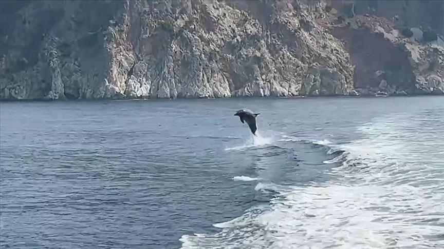 В Анталье к прогулочным катерам подплыли дельфины