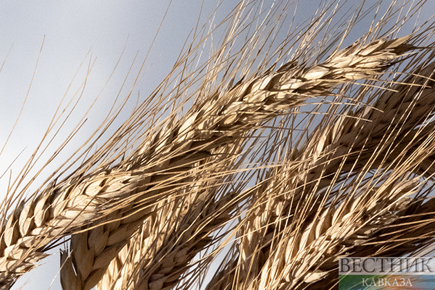 Турция стала лидером по закупкам российской пшеницы