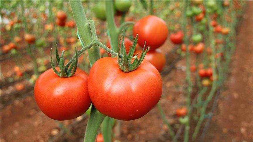 Объем экспорта турецких томатов за год составил  более 377 млн долларов