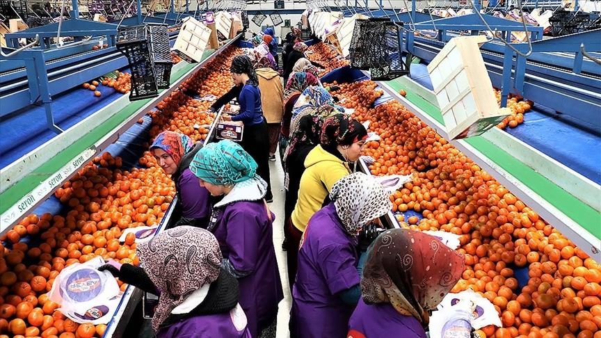 Экспорт цитрусовых из Турции за год превысил $900 млн