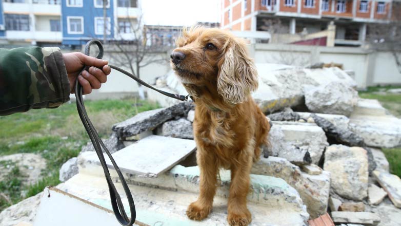 Собака «Джуна» спасла 3 жителей зоны бедствия в Турции
