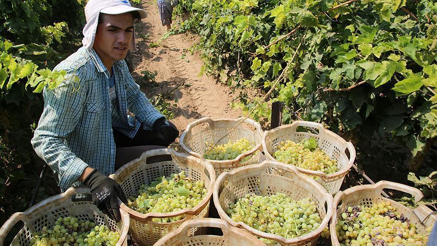 Турция бъет рекорды по экспорту винограда