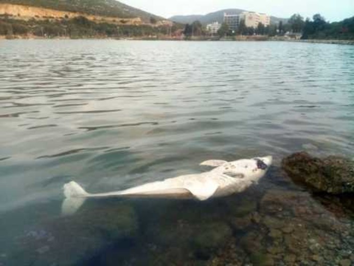 На пляже в Кушадасы найдены мертвые дельфин и черепаха