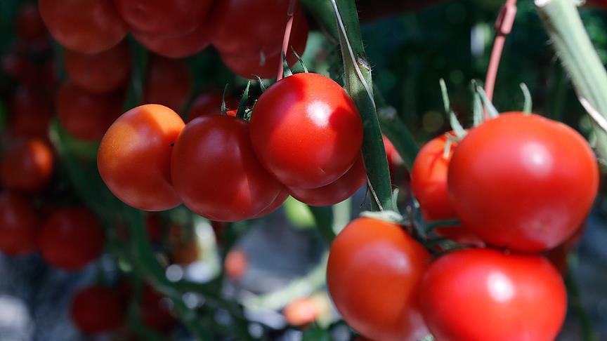 Россия увеличит вдвое импорт турецких помидоров