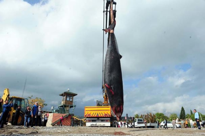 Скелет выброшенного на берег  кита пополнит экспозицию университета  Акдениз