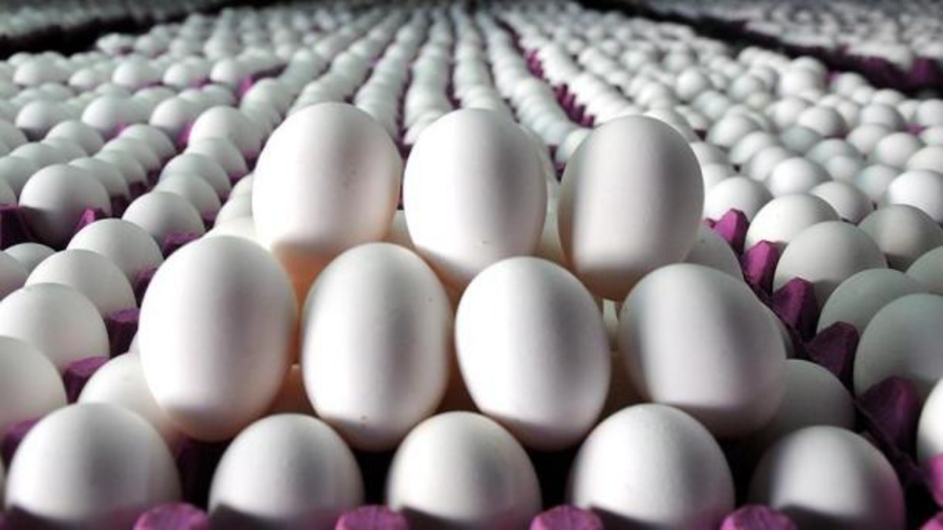 Экспорт птицы и яиц в Турции вырос на 12%