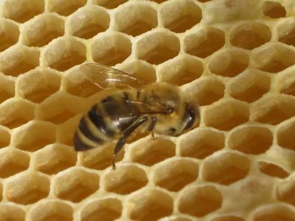 В Турции за зиму погибло 40 процентов пчелиных семей