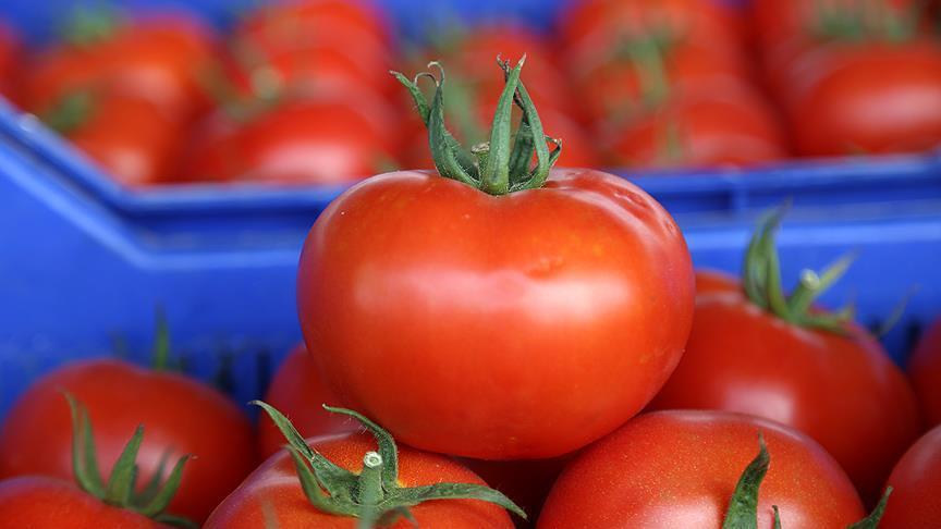 Анталья поставляет помидоры в 46 стран мира