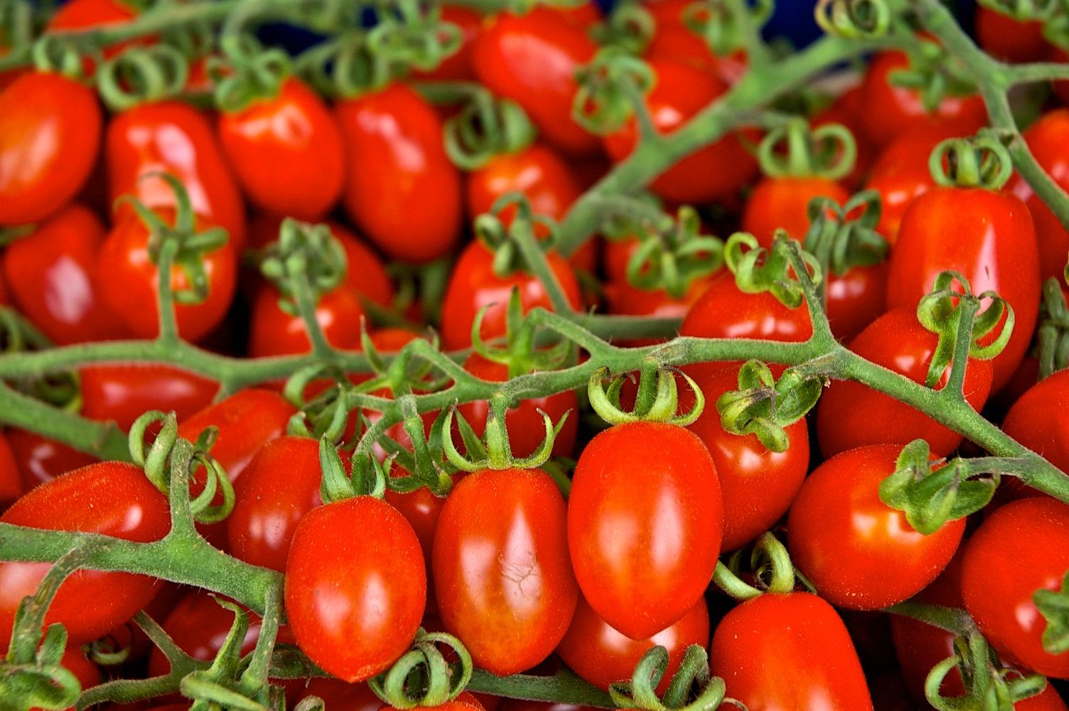 Экспорт турецких помидоров с 1-го мая разрешен в полном объеме