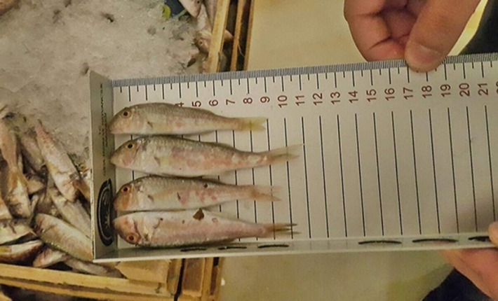 Управлением морепродуктов и рыбной ловли конфисковано более 10 тонн рыбы