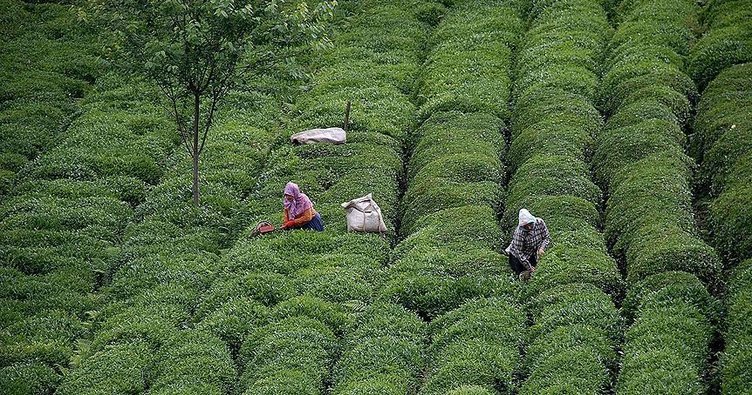 Производство турецкого чая бьет рекорды