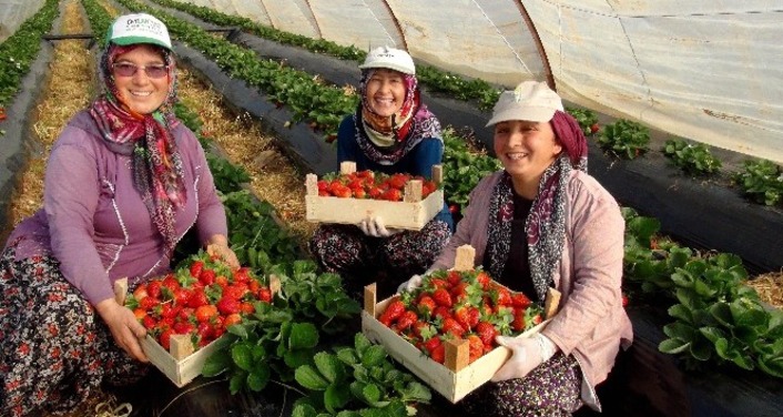 Самая сладкая клубника начала созревать в Анталии