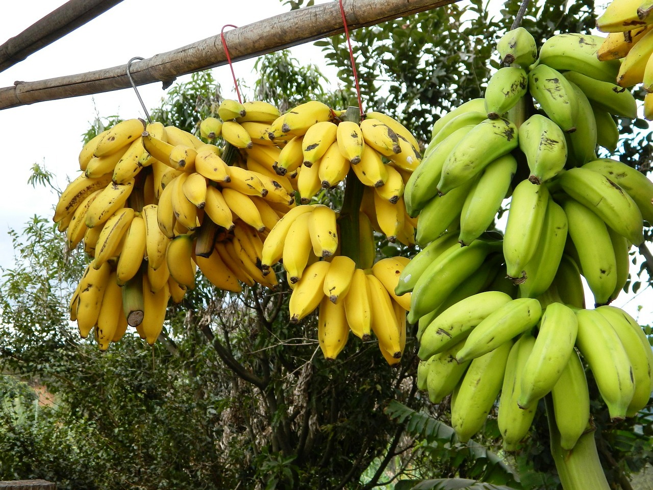 Рост цен на бананы на рынках Анталии 