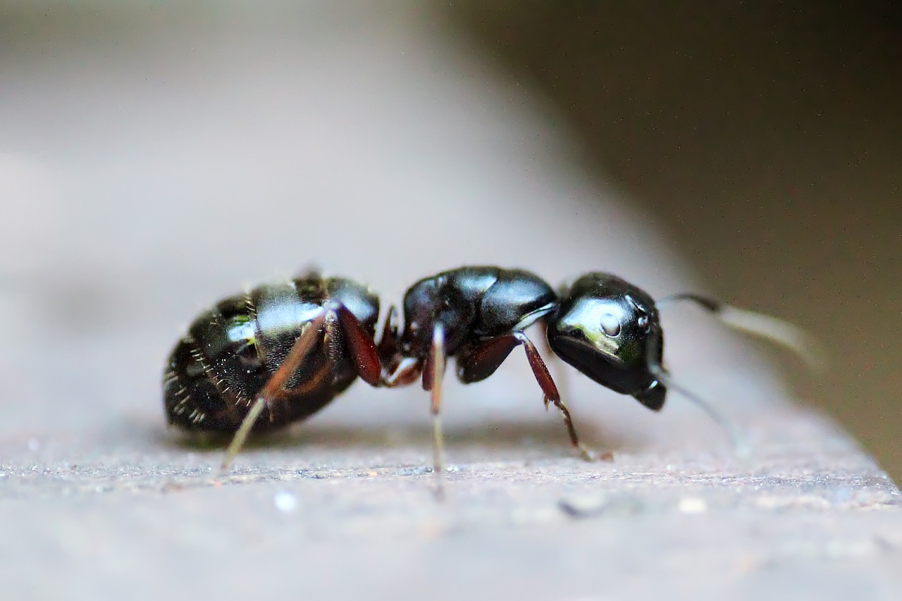 Какие средства против муравьев купить в Турции?