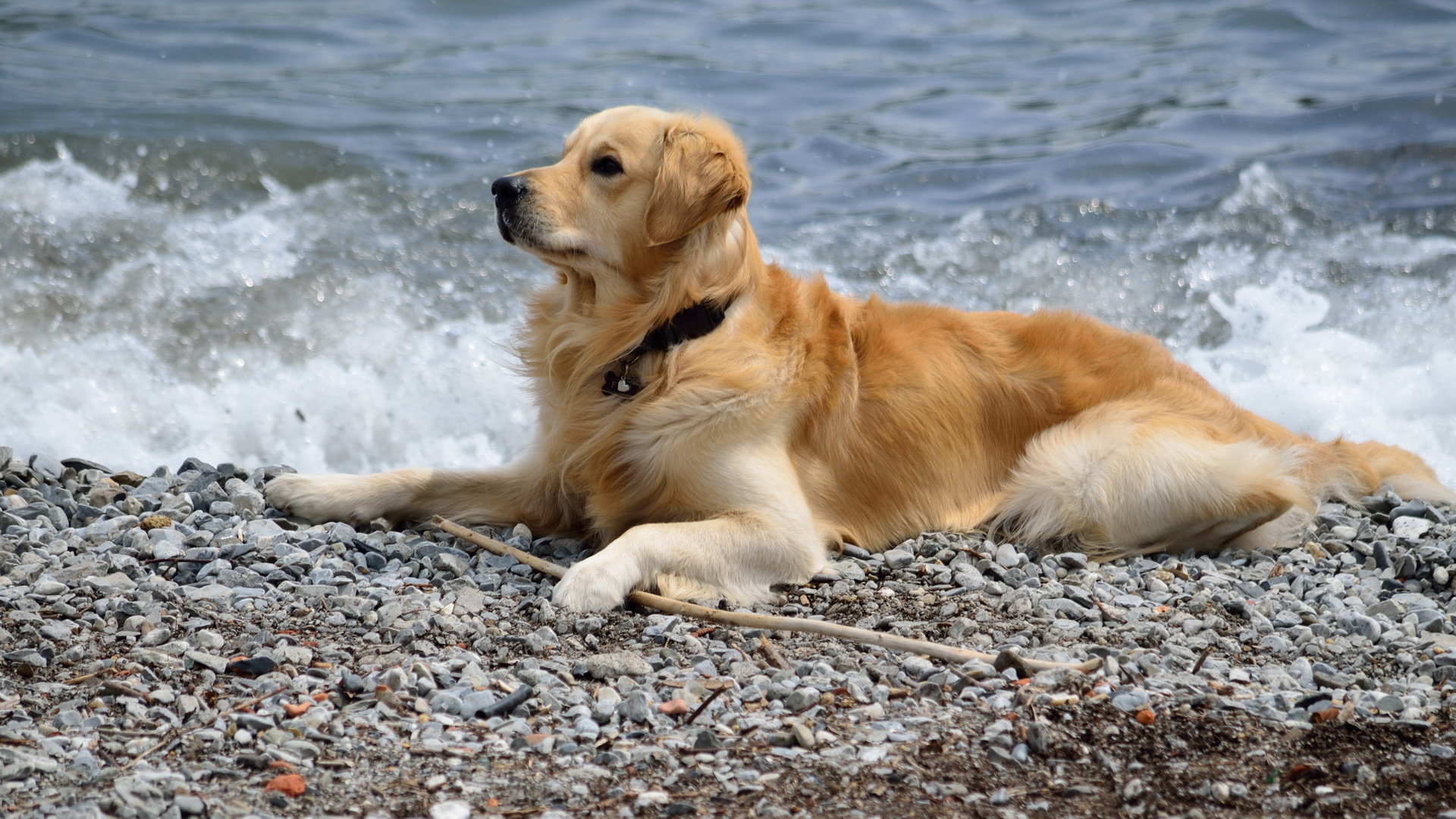 В Турции откроют пляж для домашних животных