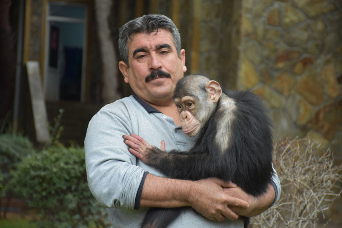 Шимпанзе из Газиантепа проходит «семейную терапию»