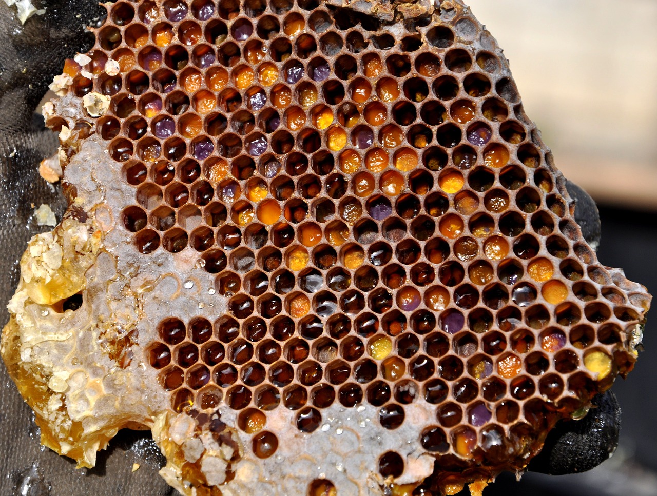 Где купить настоящий пчелиный мед в Анталии?