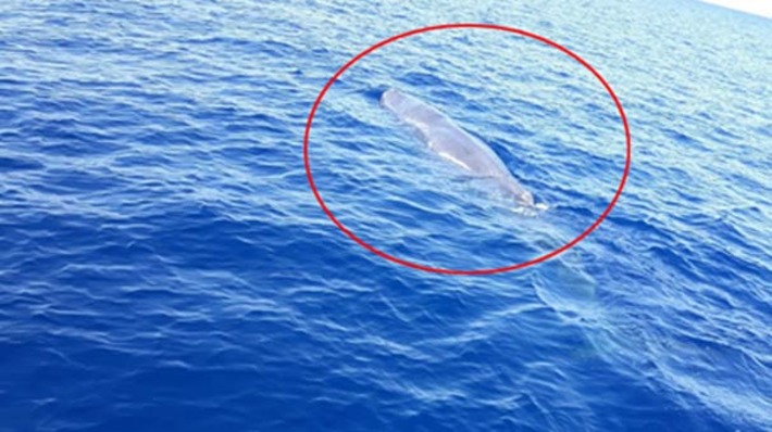 Рыбаки в акватории Фетхие встретили кита (видео)