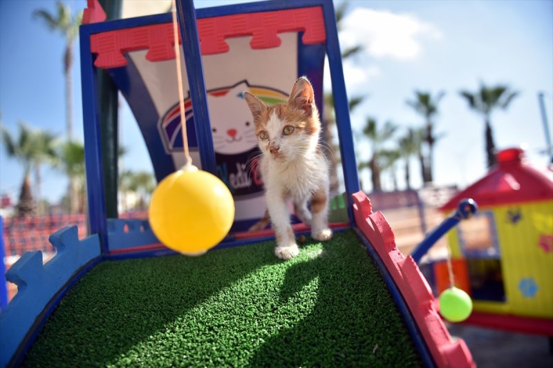 В Турции открыли необычный парк-приют для кошек