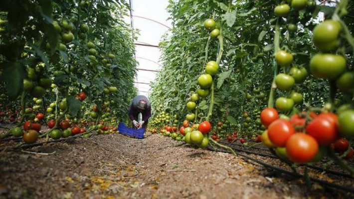 Экспорт свежих овощей и фруктов из Турции  в прошлом году вырос на 13%
