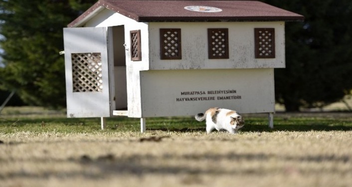 "Особняки" для кошек построены в Анталии