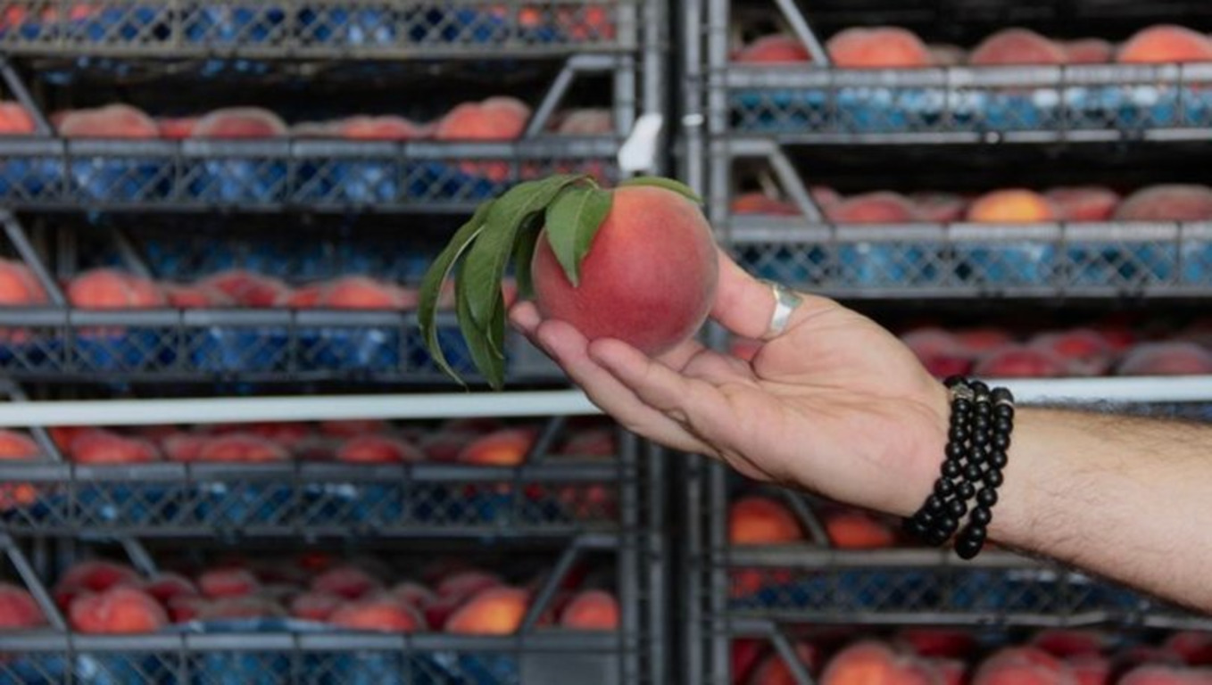 Россия - главный импортер турецких персиков