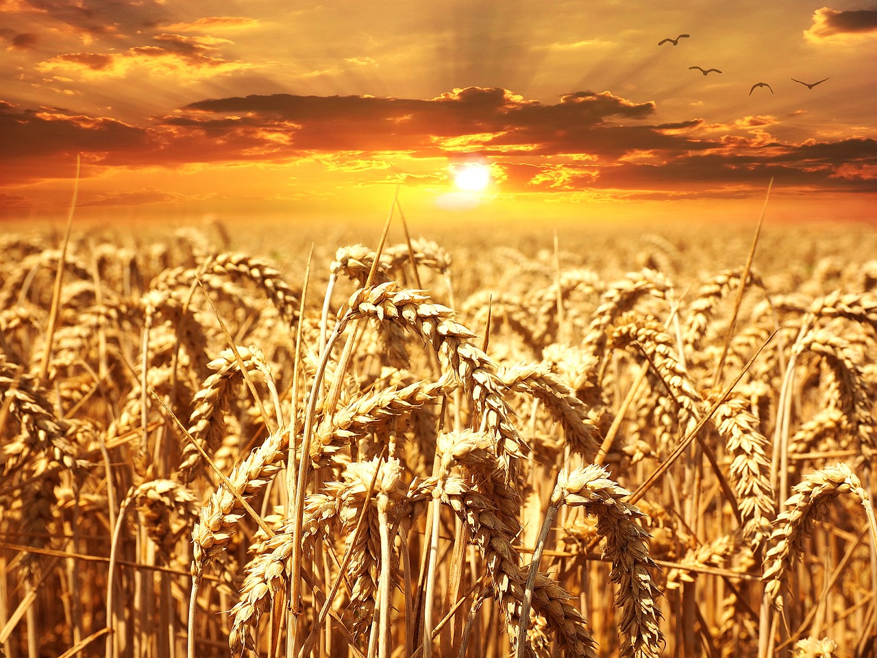 Турция будет выращивать украинскую пшеницу
