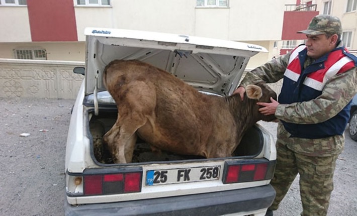 Жандармерия Эрзурума нашла краденого теленка в багажнике автомобиля