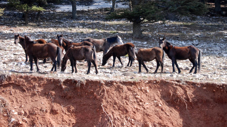 В Анталье дикие лошади умирают от голода