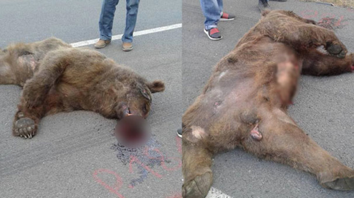 Дикий медведь погиб на трассе Анкара - Стамбул