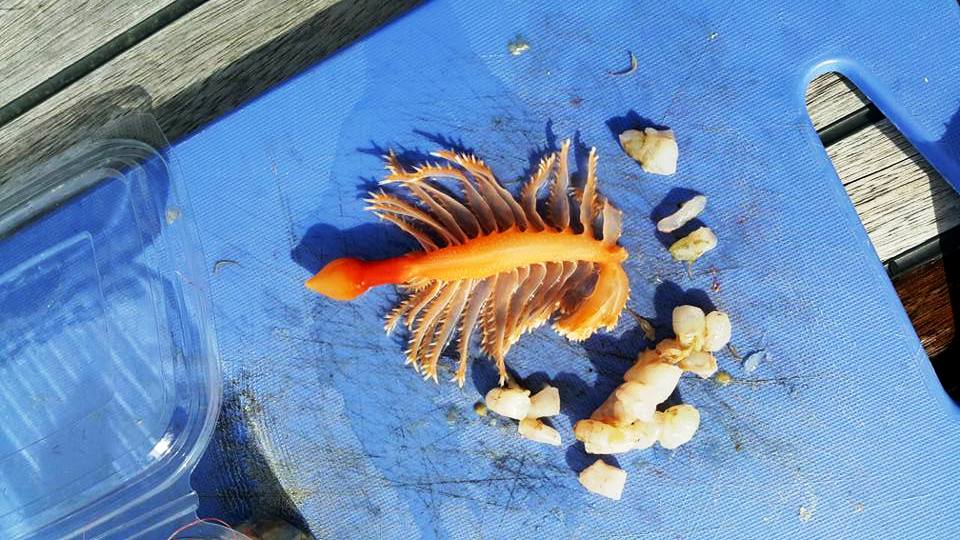 Оранжевые морские перья,  разновидность коралловых полипов в прибрежных водах Анталии