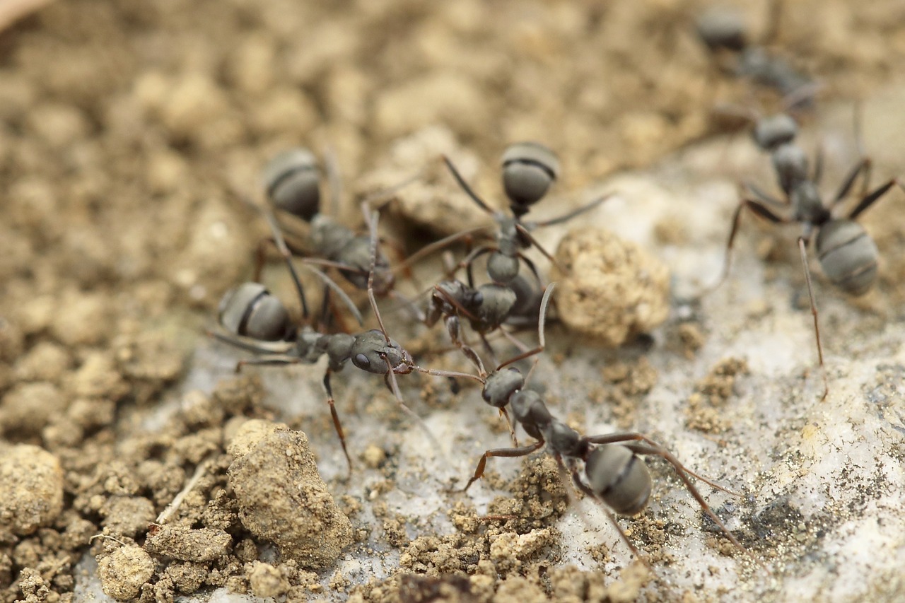  Как избавиться от муравьев в доме?