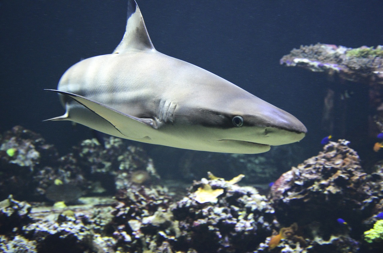 Очевидцы вновь сообщили о появлении акул у пляжа Турции