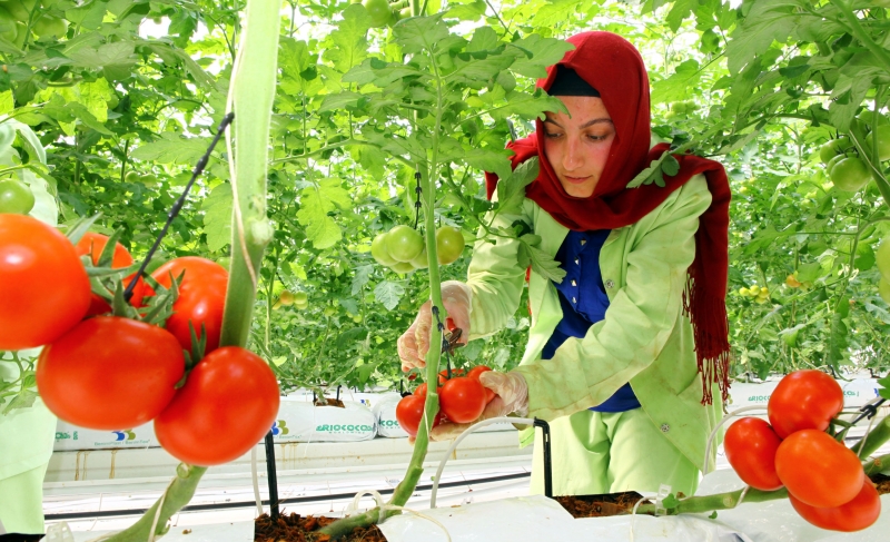 Анкара может поставить первую партию томатов в Россию в любой день